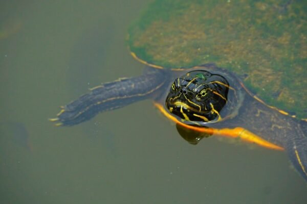 Guatemala apunta a salvar la tortuga blanca, reliquias de Mesoamérica al borde del colapso