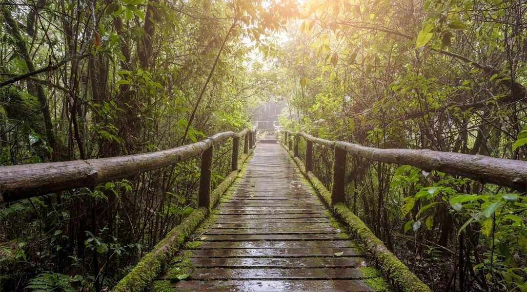 El dilema verde: cómo América Latina negocia desarrollo y protección ambiental
