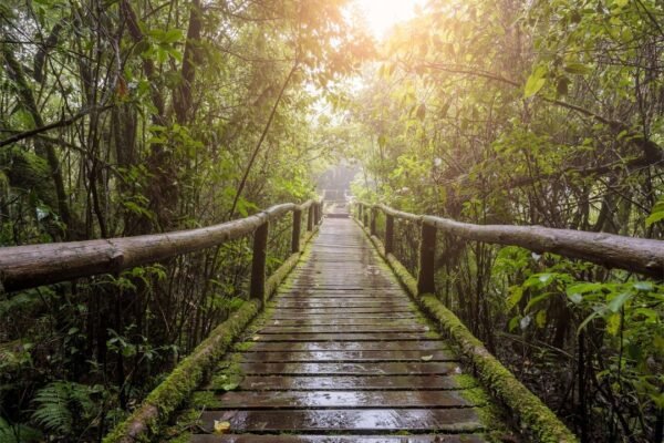 El dilema verde: cómo América Latina negocia desarrollo y protección ambiental