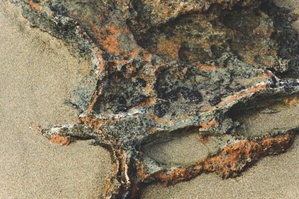 México revela el ancestro más antiguo del ajolote: una ventana a ecosistemas perdidos
