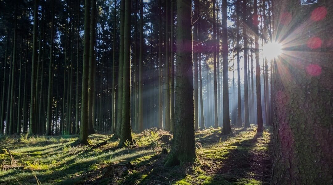 Mapfre apunta a neutralidad de carbono: compensación ambiental en 16 proyectos globales