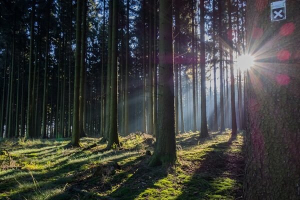Mapfre apunta a neutralidad de carbono: compensación ambiental en 16 proyectos globales