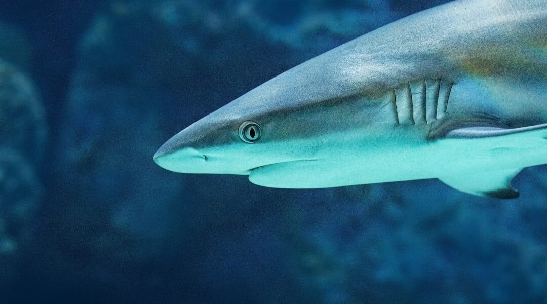 La piel del tiburón inspira cocinas más seguras contra bacterias