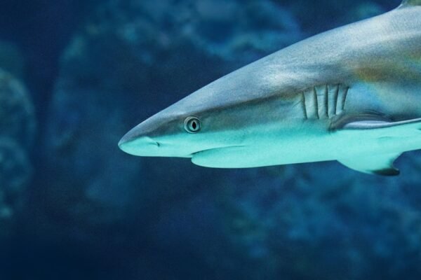 La piel del tiburón inspira cocinas más seguras contra bacterias