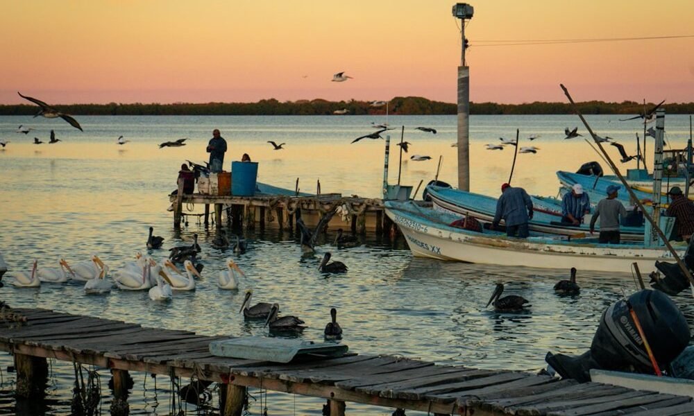 Ajolote mexicano: icono global que se desvanece en sus aguas natales