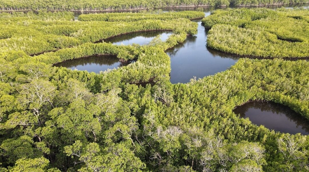 México celebra al ajolote en el Mundial mientras su ecosistema colapsa