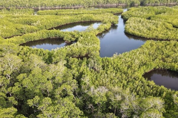 México celebra al ajolote en el Mundial mientras su ecosistema colapsa