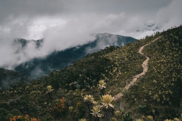 Colombia en la encrucijada: cómo las elecciones redefinen alianzas ambientales en América Latina