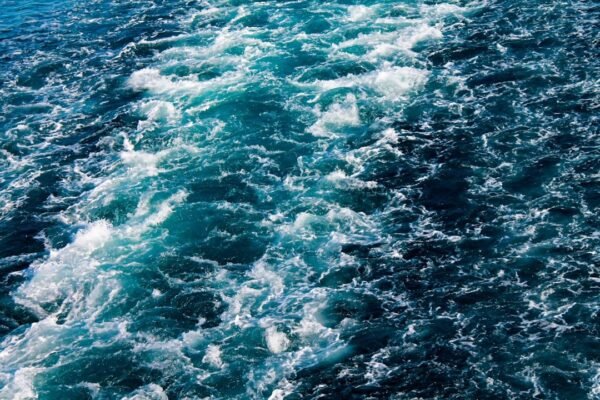 Hallazgo en aguas árticas revela nueva especie que desafía 160 años de biología marina