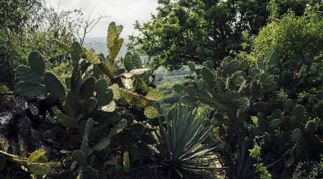 Científicos en Xochimilco batallan contra extinción del ajolote mexicano