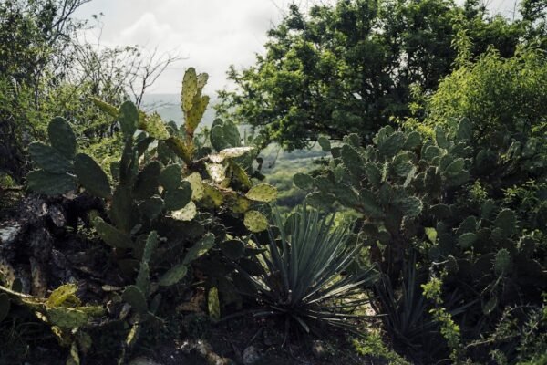 Científicos en Xochimilco batallan contra extinción del ajolote mexicano