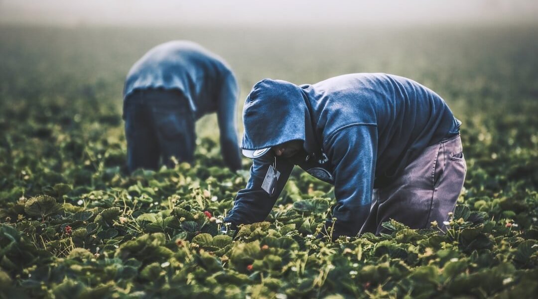 Brasil apunta a Guatemala: la carrera por dominar el agro tech latinoamericano