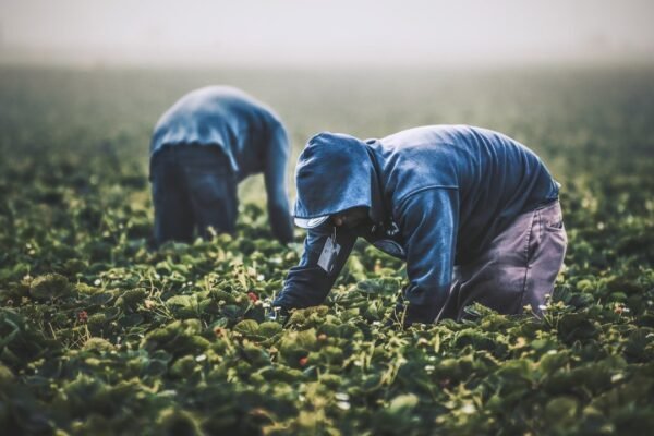 Brasil apunta a Guatemala: la carrera por dominar el agro tech latinoamericano