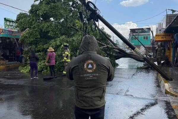 Fuertes vientos derrumban árbol en Chalco; sin lesionados