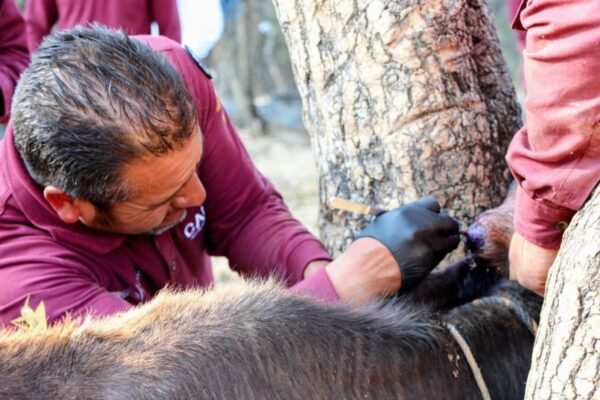 Estado de México coloca cerco histórico contra el Gusano Barrenador en 11 municipios
