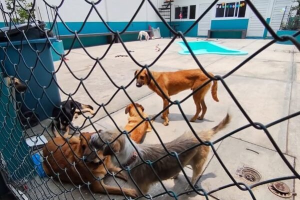 Inauguran Casa Temporal para perros y gatos en situación de calle en Valle de Chalco