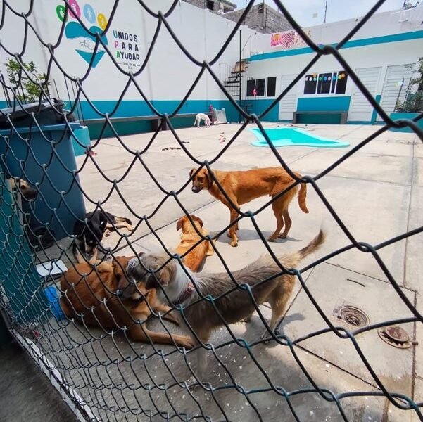 Inauguran Casa Temporal para perros y gatos en situación de calle en Valle de Chalco