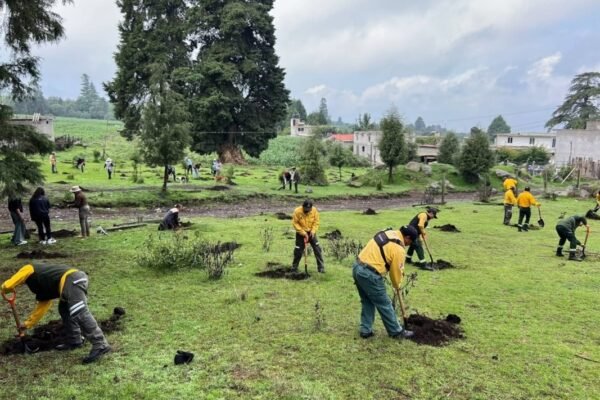 Amecameca siembra 500 árboles en jornada de reforestación en El Ocotal
