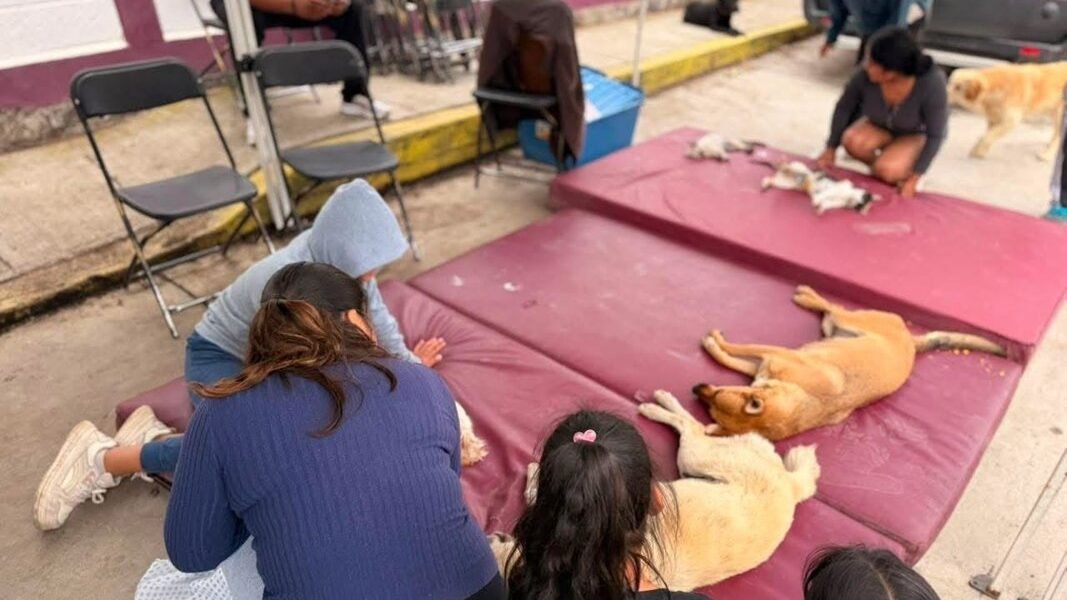 Amecameca realiza exitosa jornada de esterilización gratuita de mascotas