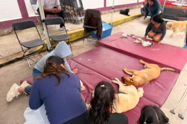 Amecameca realiza exitosa jornada de esterilización gratuita de mascotas