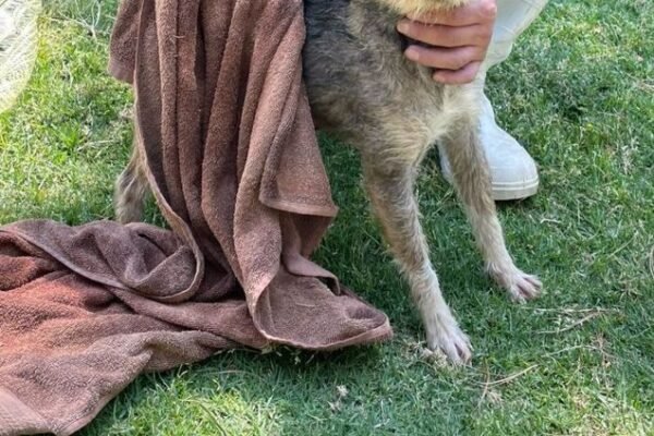 Estado de México sanciona maltrato animal con multas hasta de 35 mil pesos