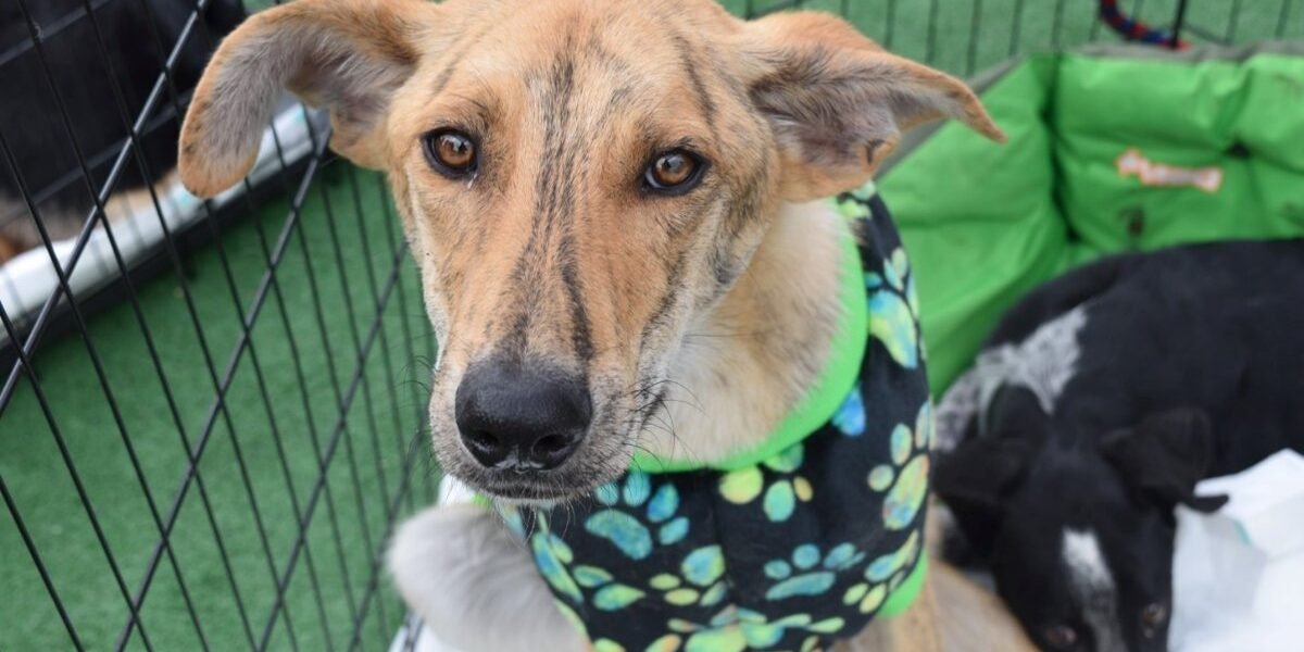 17 perros rescatados encuentran hogar en el Estado de México