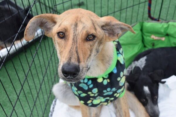 17 perros rescatados encuentran hogar en el Estado de México