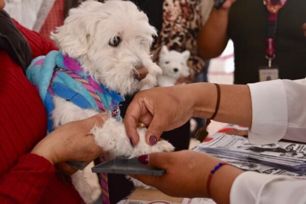 Estado de México aprueba ley histórica para proteger animales como seres sintientes