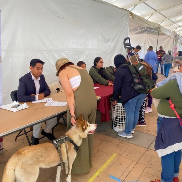 Valle de Chalco: 314 esterilizaciones gratuitas en jornada de bienestar animal