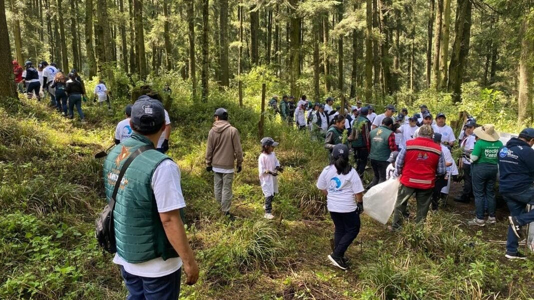 Nación Verde planta 540 mil árboles en el centro de México