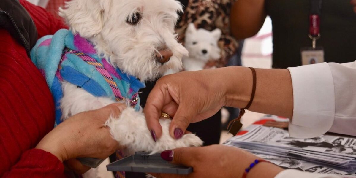 La Paz tendrá jornada de servicios veterinarios gratuitos este lunes