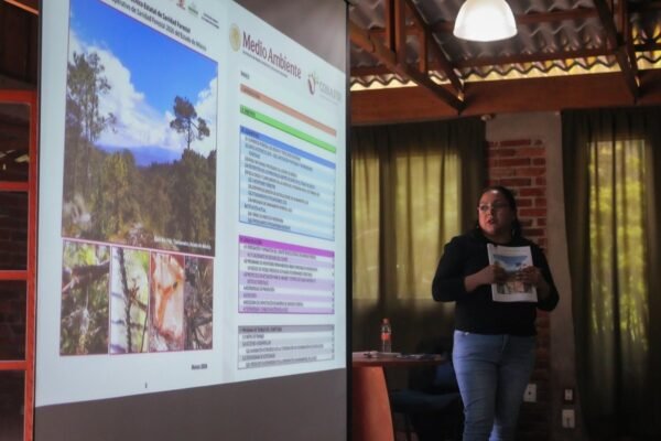 Estado de México interviene más de 1,600 hectáreas afectadas por plagas forestales
