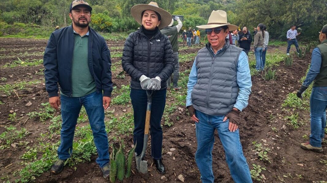 El agave pulquero regresa: capacitan a productores en sistema Metepantle