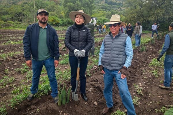 El agave pulquero regresa: capacitan a productores en sistema Metepantle