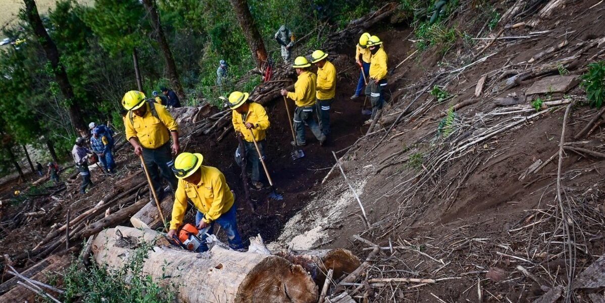 Probosque celebra 36 años consolidándose como pilar de conservación forestal