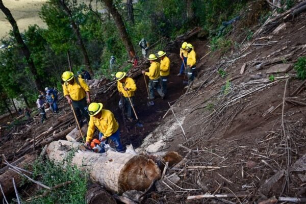 Probosque celebra 36 años consolidándose como pilar de conservación forestal