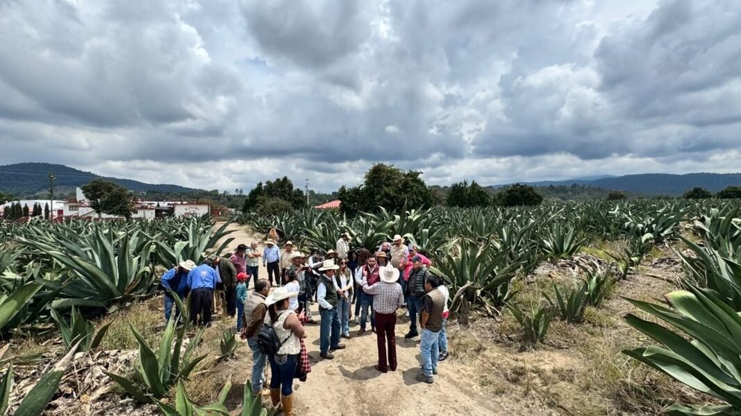 Maguey pulquero: el tesoro forestal que une a México