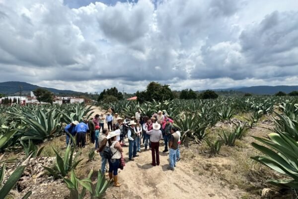 Maguey pulquero: el tesoro forestal que une a México