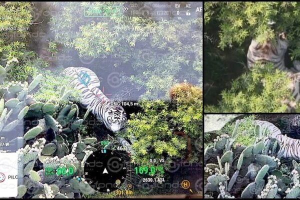 Capturan tigre de Bengala blanco que escapó de resguardo en Edomex