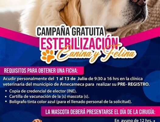 Amecameca abre preregistro para esterilización gratuita de mascotas