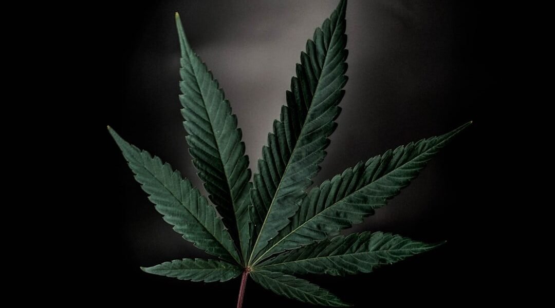 México flexibiliza permisos de cannabis: ahora una autorización puede cubrir varios usuarios