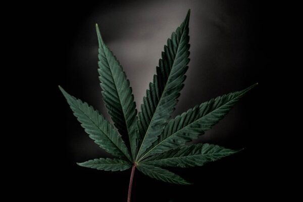 México flexibiliza permisos de cannabis: ahora una autorización puede cubrir varios usuarios
