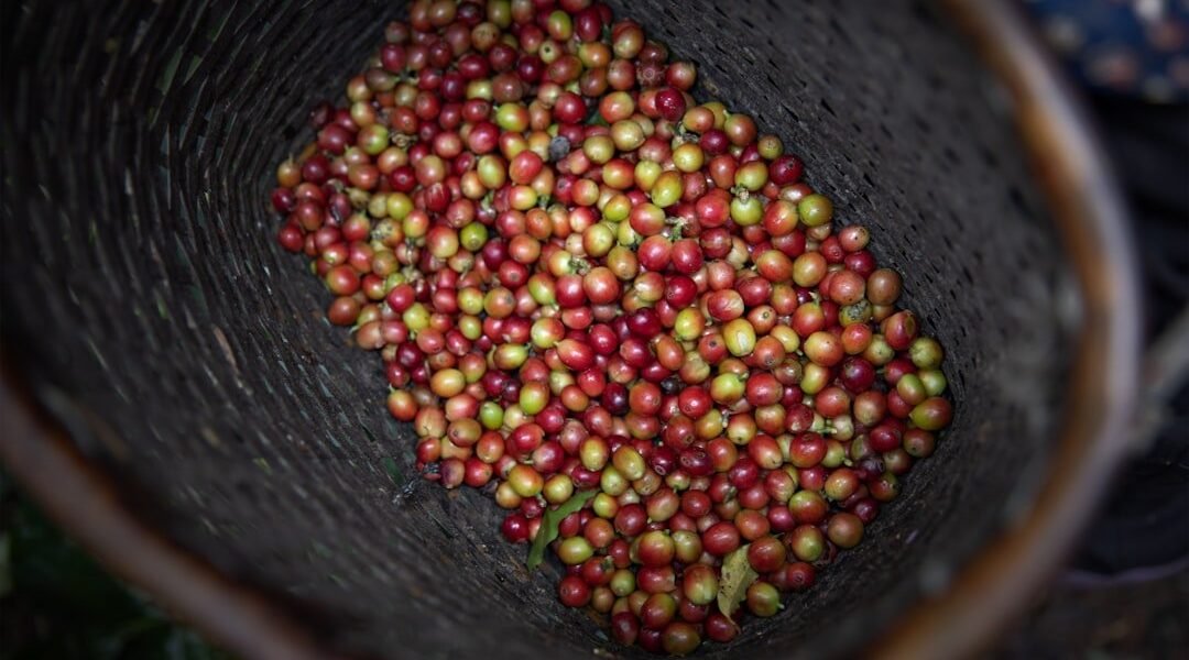 Starbucks reconoce la amenaza del clima a su cadena de suministro