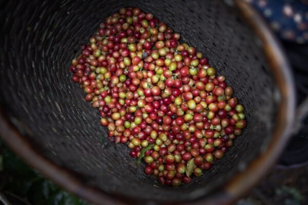 Starbucks reconoce la amenaza del clima a su cadena de suministro
