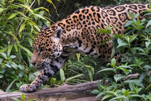 Jaguares en la selva maya: tecnología y comunidad para salvar al felino
