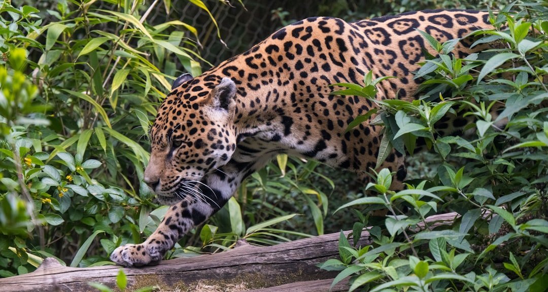Jaguares en la selva maya: tecnología y comunidad para salvar al felino