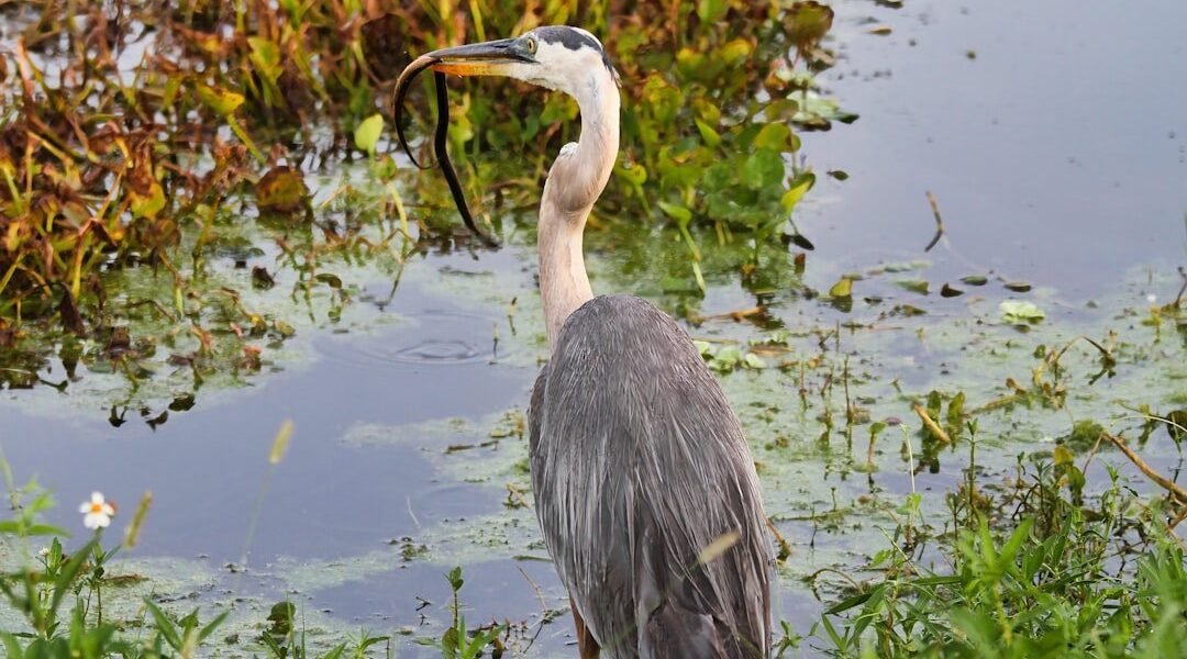 Serpientes: de símbolos demoníacos a guardianes vitales de la naturaleza