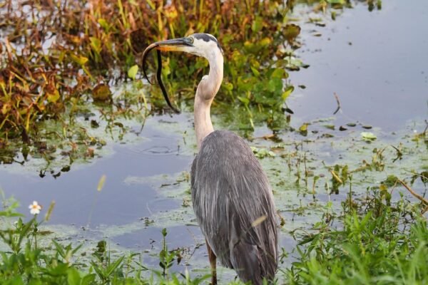 Serpientes: de símbolos demoníacos a guardianes vitales de la naturaleza
