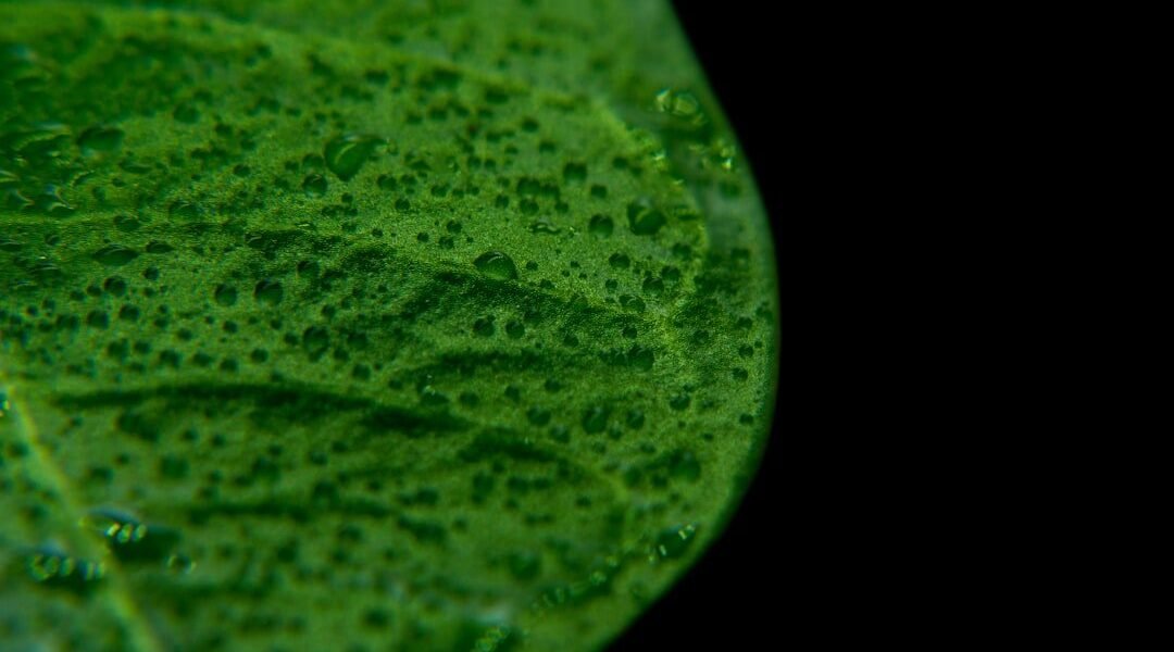 Cyclospora: el parásito microscópico que enciende alertas en salud pública