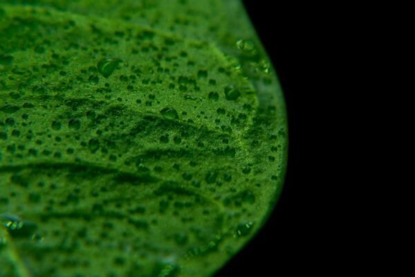Cyclospora: el parásito microscópico que enciende alertas en salud pública
